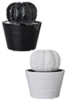 VCD Euphorbia obesa GLOSS BLACK／GLOSS WHITE